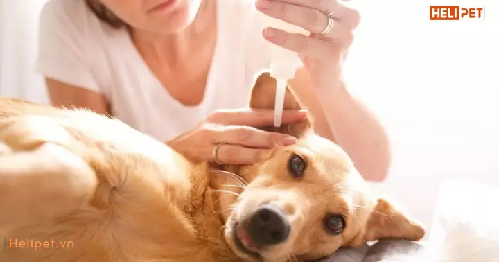 Đưa Chó Đi Khám Bác Sĩ Thú Y