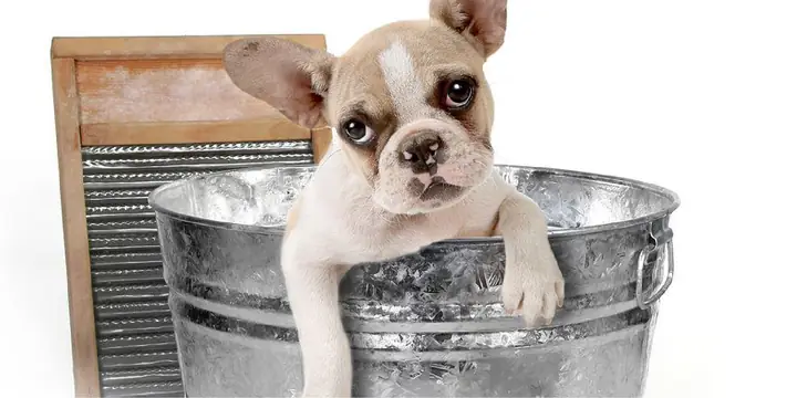 Dấu Hiện Nhận Biết Để Chăm Sóc Chó Con Bị Bệnh Dấu Hiện Nhận Biết Để Chăm Sóc Chó Con Bị Bệnh