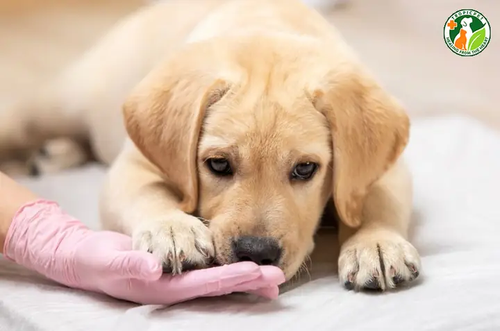 Chó Bị Parvo Có Bị Lại Không? Giải Đáp Khoa Học Từ Chuyên Gia