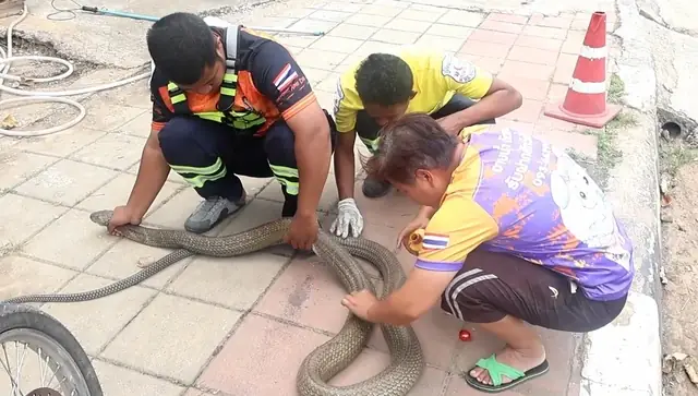 Bị Chó Cắn, Rắn Hổ Mang Chúa Dài 3 Mét Trốn Vào Bụi Tre