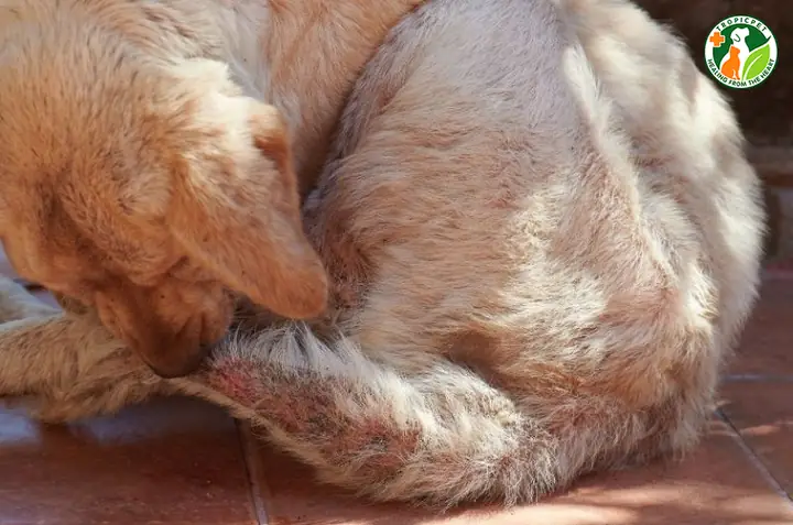 Dấu Hiệu Chó Bị Rụng Lông Bất Thường