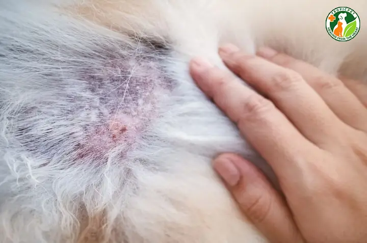 Rụng Lông Do Bệnh Lý Rụng Lông Do Bệnh Lý