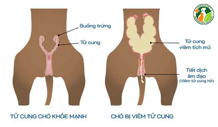 Viêm Tử Cung Ở Chó Là Gì?