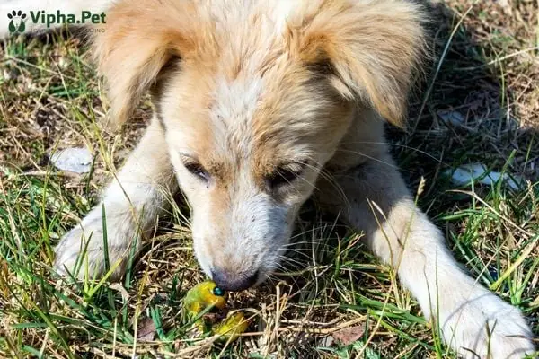 Nguyên Nhân Chó Bị Nhiễm Giun Sán