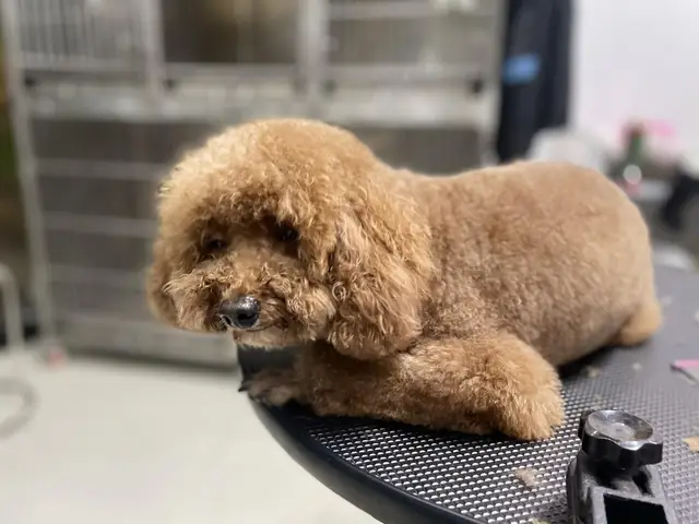 Chó Bị Sảy Thai Có Chết Không? Cách Xử Lý Kịp Thời