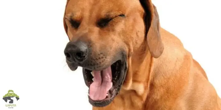 Chó Bị Sổ Mũi Khó Thở: Nguyên Nhân, Dấu Hiệu Và Cách Chăm Sóc Hiệu Quả Chó Bị Sổ Mũi Khó Thở: Nguyên Nhân, Dấu Hiệu Và Cách Chăm Sóc Hiệu Quả