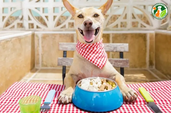 Giúp Chó Tăng Cường Sức Đề Kháng