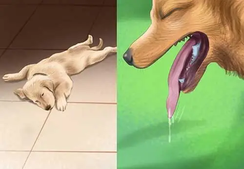 Biểu Hiện Khi Chó Bị Sốc Nhiệt