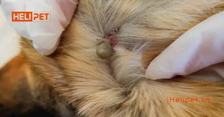Vì Sao Mèo Bị Ngộ Độc Thuốc Xịt Rận? Vì Sao Mèo Bị Ngộ Độc Thuốc Xịt Rận?