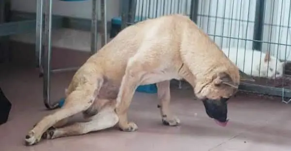 Dấu Hiệu Của Bệnh Bại Liệt Ở Chó Dấu Hiệu Của Bệnh Bại Liệt Ở Chó