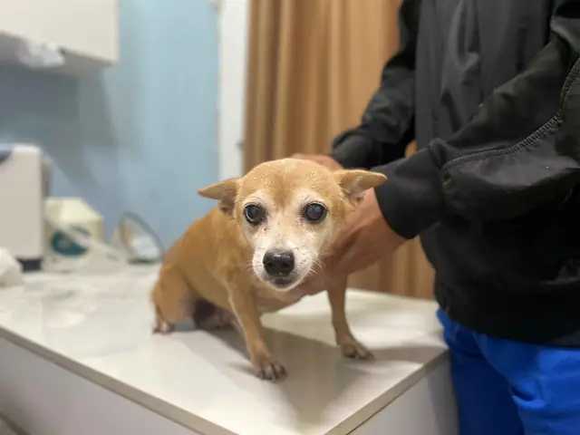 Chó Bị Xuất Huyết Dưới Da Nguyên Nhân Do Đâu? Có Nguy Hiểm Không?