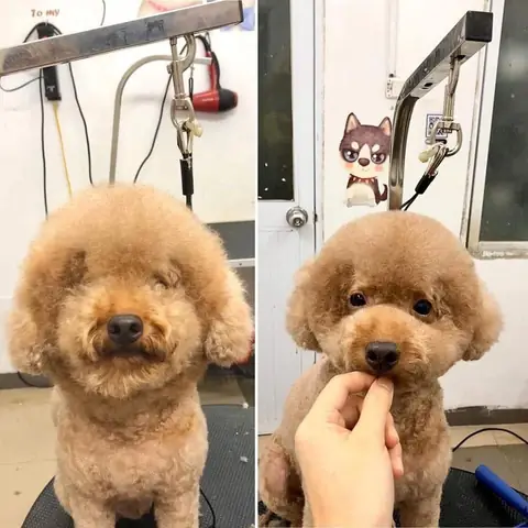 Chó Bị Stress Sau Khi Cạo Lông