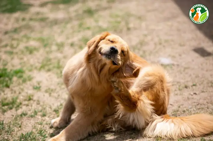 Chó Bị Sưng Cổ Do Dị Ứng Chó Bị Sưng Cổ Do Dị Ứng