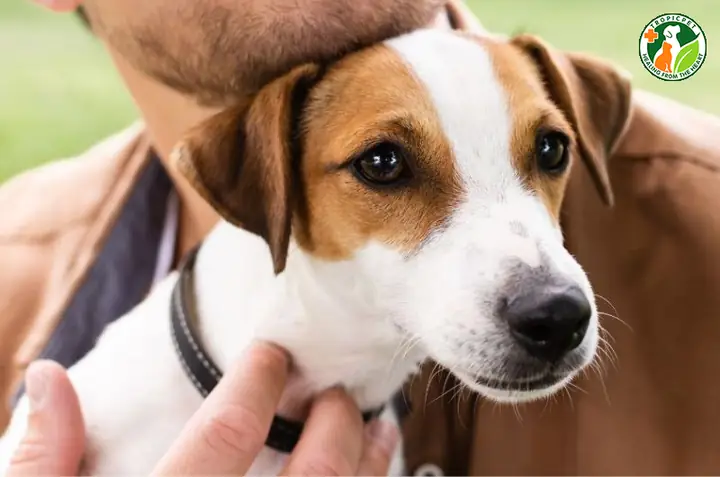 Chó Bị Sưng Cổ Do Viêm Nhiễm Chó Bị Sưng Cổ Do Viêm Nhiễm