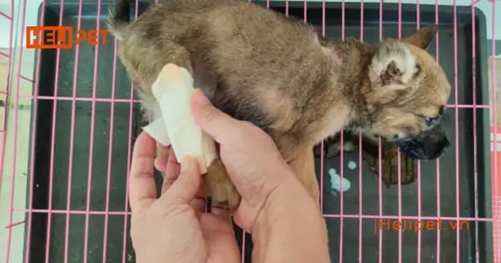 Cách Nhận Biết Chó Bị Gãy Chân Cách Nhận Biết Chó Bị Gãy Chân