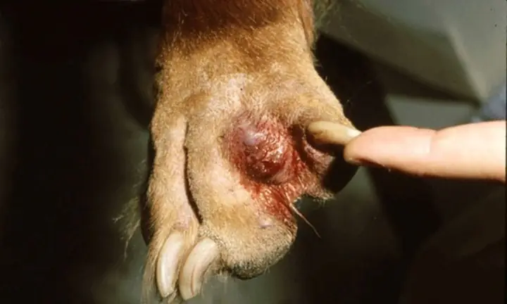 Thế Nào Là Viêm Da Kẽ Chân Ở Chó? Thế Nào Là Viêm Da Kẽ Chân Ở Chó?