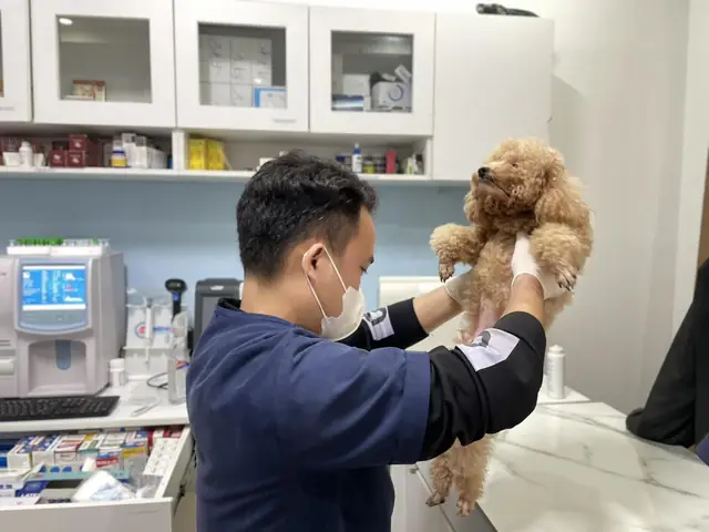 Viêm Khớp Ở Chó Là Bệnh Gì? Viêm Khớp Ở Chó Là Bệnh Gì?