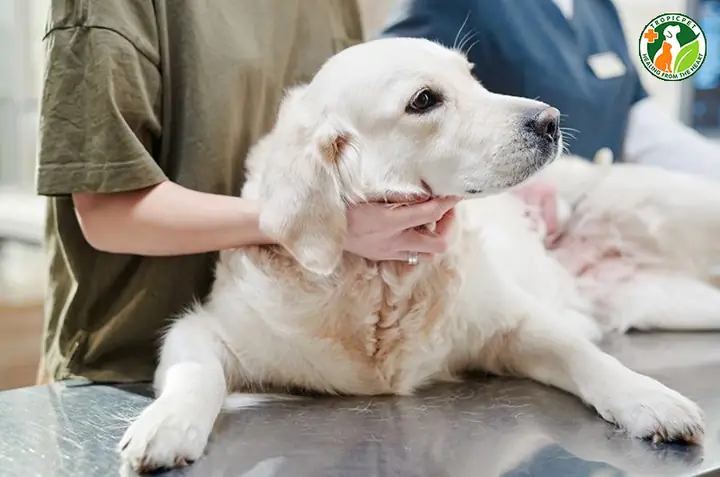 Chó Bị Sưng Cổ Có Nguy Hiểm Không?