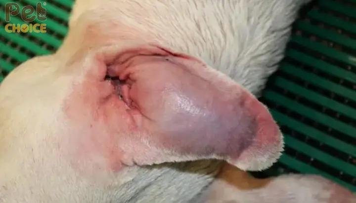 Nguyên Nhân Gây Sưng Phồng Tai Ở Chó