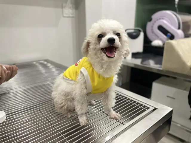 Nguyên Nhân Chó Bị Suy Dinh Dưỡng? Cách Bổ Sung Dinh Dưỡng