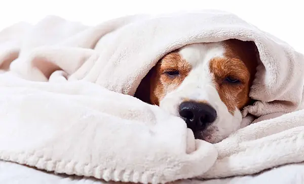 Bệnh Viêm Phế Quản - Những Bệnh Hô Hấp Ở Chó