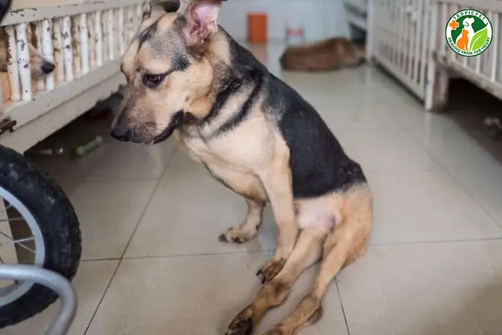 Các Biểu Hiện Có Thể Xảy Ra Khi Chó Bị Liệt 2 Chân Sau