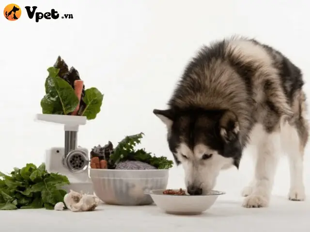 Hướng Dẫn Chăm Sóc Chó Bị Tiêu Chảy Tại Nhà Hiệu Quả Và An Toàn Hướng Dẫn Chăm Sóc Chó Bị Tiêu Chảy Tại Nhà Hiệu Quả Và An Toàn