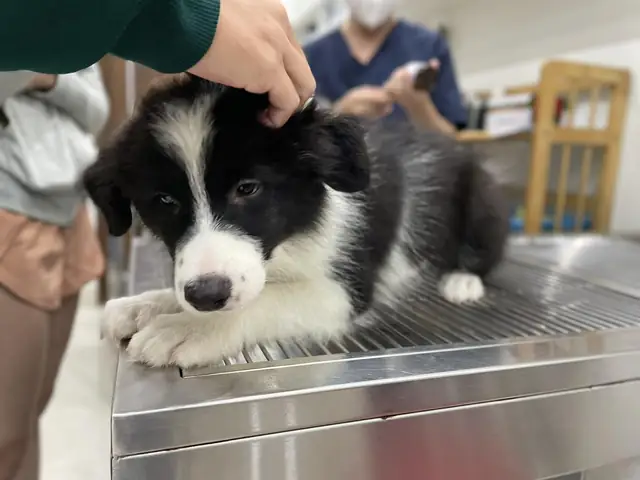 Khám Phá Bệnh Trào Ngược Dạ Dày Ở Chó