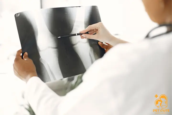 Chó Bị Trật Khớp Háng
