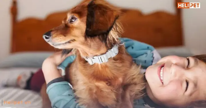 Vì Sao Chó Bị Rận? Vì Sao Chó Bị Rận?