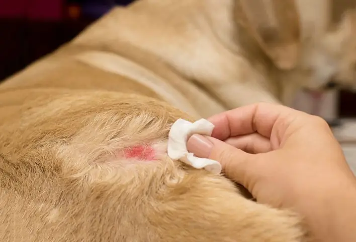 Chó Bị Viêm Da Dị Ứng: Nguyên Nhân Và Cách Điều Trị Hiệu Quả