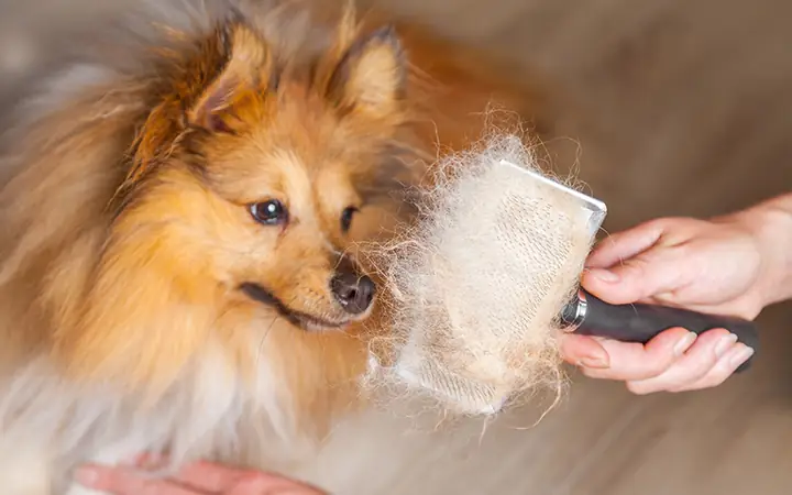 6cách Phòng Ngừa Chó Bị Viêm Da Mủ, Rụng Lông 6cách Phòng Ngừa Chó Bị Viêm Da Mủ, Rụng Lông