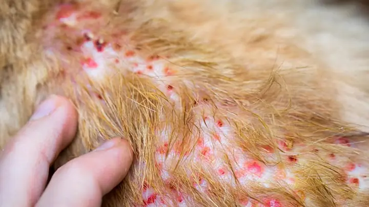 4cách Thức Lây Bệnh Viêm Da Ở Chó 4cách Thức Lây Bệnh Viêm Da Ở Chó