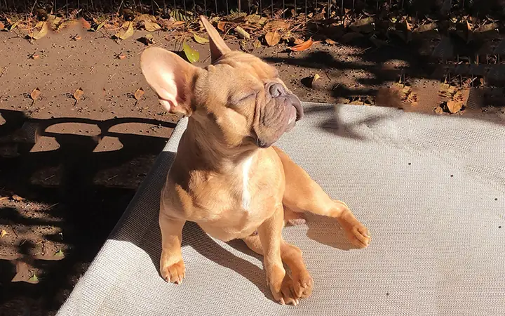 5cách Điều Trị Chó Bị Viêm Da Mủ, Rụng Lông 5cách Điều Trị Chó Bị Viêm Da Mủ, Rụng Lông