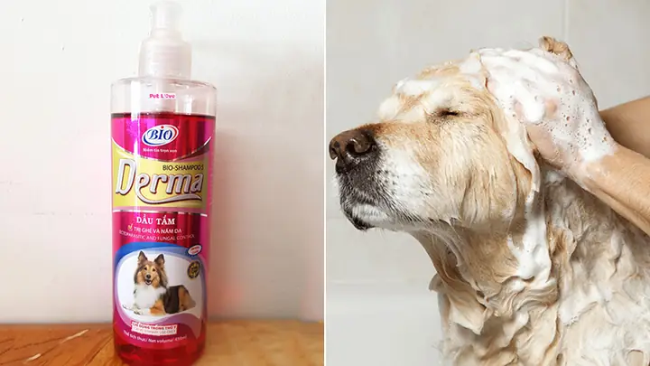 5cách Điều Trị Chó Bị Viêm Da Mủ, Rụng Lông 5cách Điều Trị Chó Bị Viêm Da Mủ, Rụng Lông
