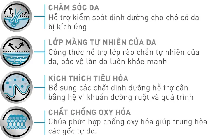 Chó Bị Viêm Nang Lông Chó Bị Viêm Nang Lông