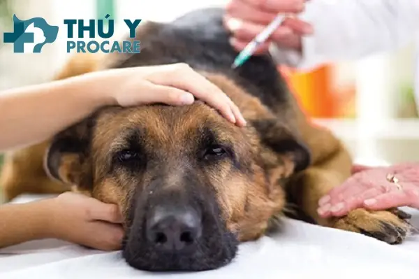 Hỗ Trợ Bằng Phương Pháp Tự Nhiên Và Bổ Sung: