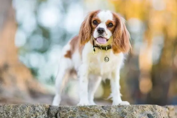 Nhờ Đến Sự Hỗ Trợ Của Bác Sĩ Thú Y