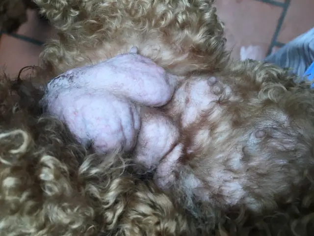 Chó Bị Viêm Tuyến Sữa