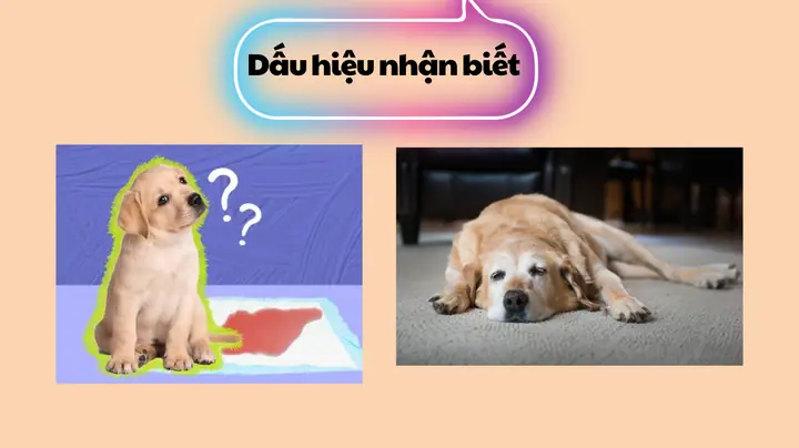 Chó Bị Vỡ Bàng Quang Chó Bị Vỡ Bàng Quang