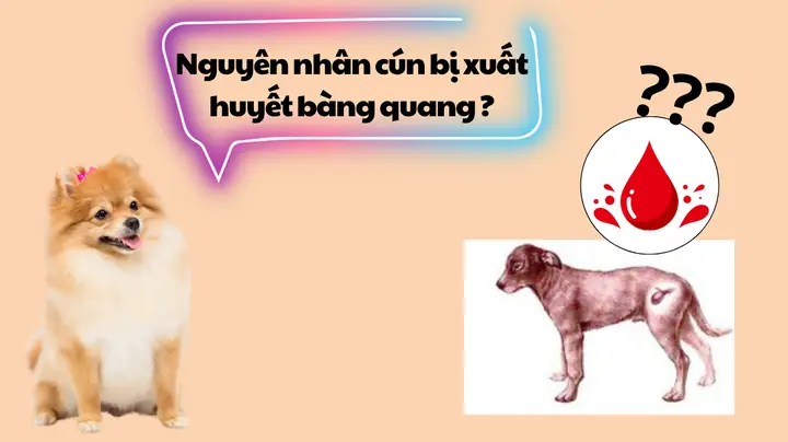 Chó Bị Vỡ Bàng Quang Chó Bị Vỡ Bàng Quang