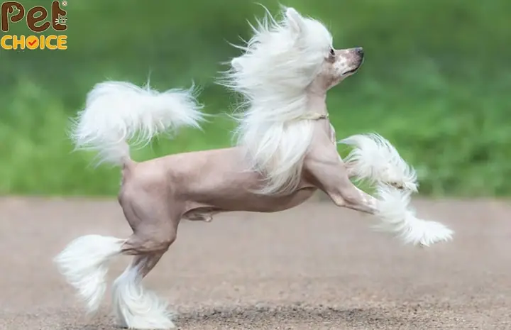 Tiêu Chí Lựa Chọn Và Lưu Ý Khi Chọn Chó Ít Rụng Lông