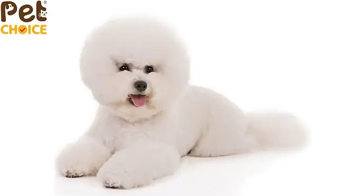 Bichon Frise