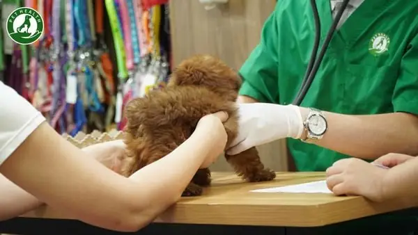 Đưa Chó Tới Thú Y Đưa Chó Tới Thú Y