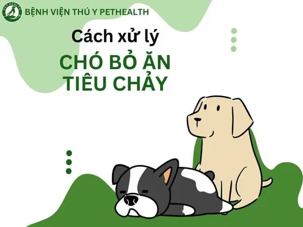 Chó Bỏ Ăn Tiêu Chảykhiến Chủ Nuôi Lo Lắng. Vậy Khi Phát Hiện Những Triệu Chứng Này Thì Cần Phải Làm Gì Để Để Giúp Chó Thoát Khỏi Cơn Nguy Kịch? Tham Khảo Ngay Một Số Cách Xử Lý Đơn Giản Tại Nhà Khi Chó Bỏ Ăn Tiêu Chảy Của Pethealth Nhé! Chó Bỏ Ăn Tiêu Chảykhiến Chủ Nuôi Lo Lắng. Vậy Khi Phát Hiện Những Triệu Chứng Này Thì Cần Phải Làm Gì Để Để Giúp Chó Thoát Khỏi Cơn Nguy Kịch? Tham Khảo Ngay Một Số Cách Xử Lý Đơn Giản Tại Nhà Khi Chó Bỏ Ăn Tiêu Chảy Của Pethealth Nhé!