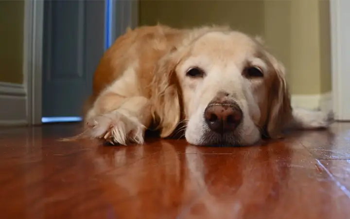 Chó Mắc Bệnh Parvo Chó Mắc Bệnh Parvo