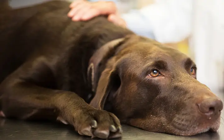 Chó Mắc Bệnh Care Chó Mắc Bệnh Care