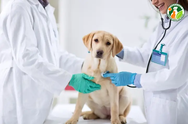 Đưa Chó Đến Cơ Sở Thú Y