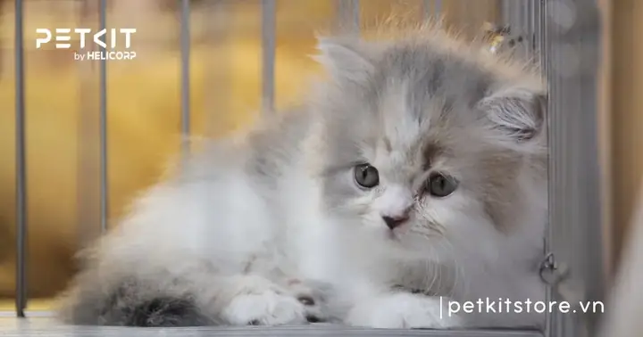 Mèo Mới Về Nhà Sen Nên Làm Gì?