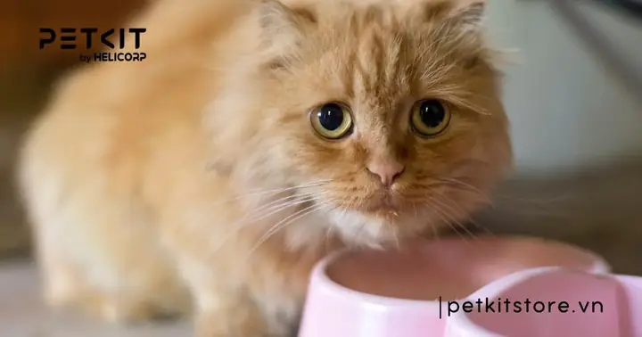 Nguyên Nhân Mèo Mới Về Nhà Không Chịu Ăn?